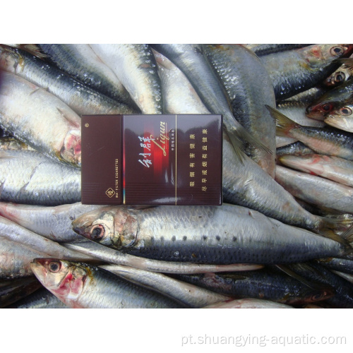 Peixes frescos congelados da sardinha do pacífico por bolsa de luz